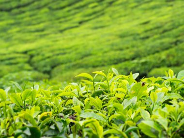 Çay plantasyon tepede Cemeron Highland, Malezya 