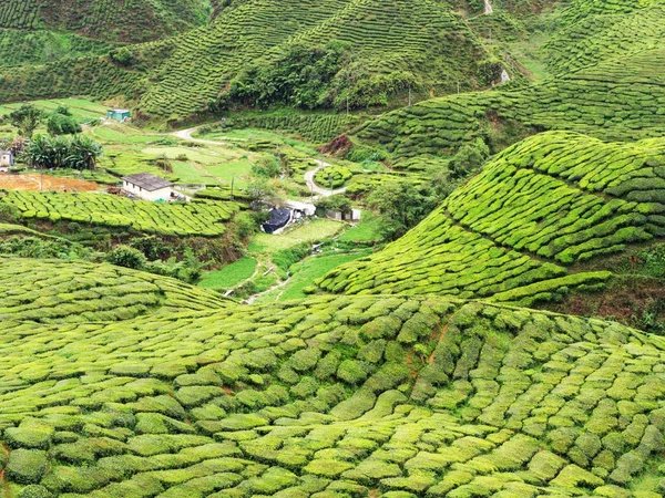 Plantation Thé Sur Colline Cemeron Highland Malaisie — Photo