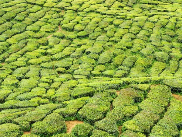 マイブーム ハイランド マレーシアの丘の上の茶畑 — ストック写真