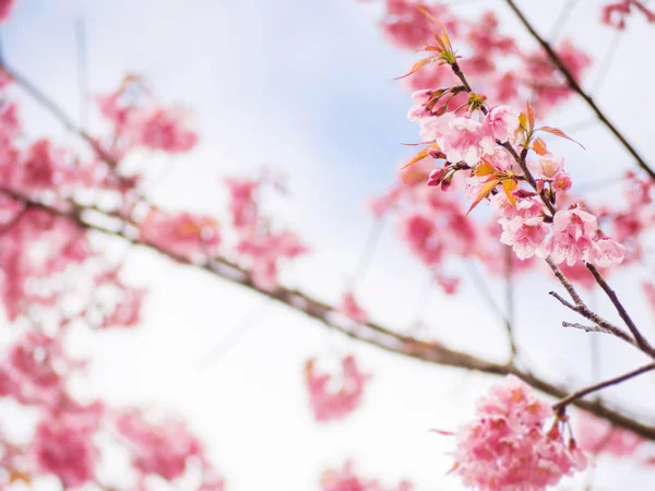 Fleur Cerisier Thaï Rose Naturel Pour Fond — Photo