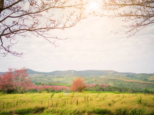 Vista Paisagem Prado Arquivado Montanha Pitsanulok Provice Tailândia — Fotografia de Stock