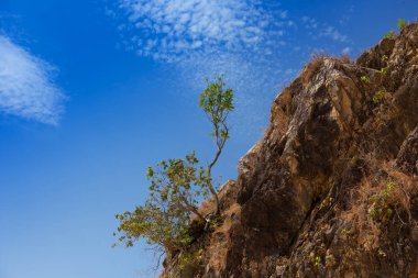 Mavi gökyüzü karşı plaj yakın kaya üzerinde büyüyen ağaç 