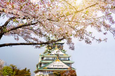 Osaka - 14 Nisan: Manzaralı Osaka Kalesi kiraz çiçeği (sakura) ağaç bahar sezonu üzerinde 14 Nisan 2017. Bir kamu kentsel park ve Osaka'da bulunan ören.