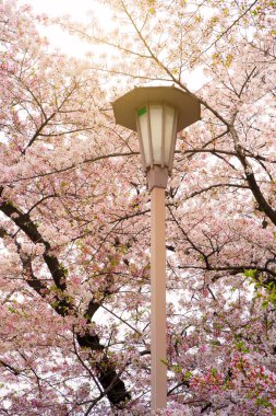 Kiraz çiçeği (sakura) ağaç dalı Japonya Osaka Kalesi parkında bahar sezonu. Mevsimsel ve doğal arka plan.