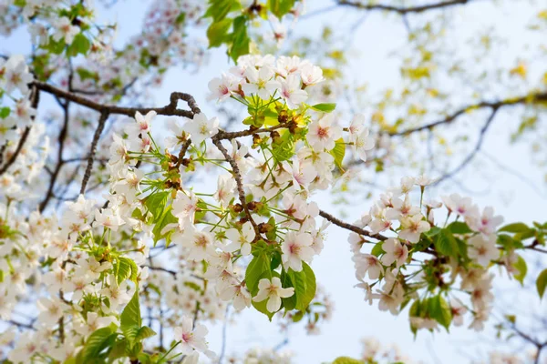 日本の春 大阪城公園の桜 の木の枝 自然の背景 — ストック写真