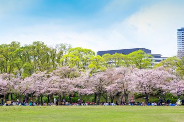 Osaka Kalesi kiraz çiçeği ağaç dalı bahar sezonu ile. Japonya seyahat hedef