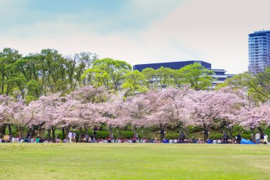 Osaka Kalesi kiraz çiçeği ağaç dalı bahar sezonu ile. Japonya seyahat hedef