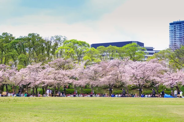 Osaka Castle Cherry Blossom Tree Branch Spring Season Japan Travel — Stock Photo, Image