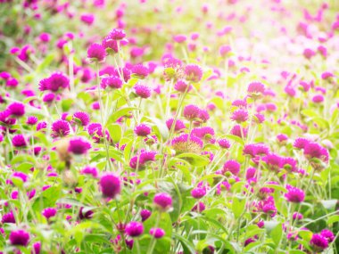 Bulanıklık pembe mor çiçek alanın arka planı için