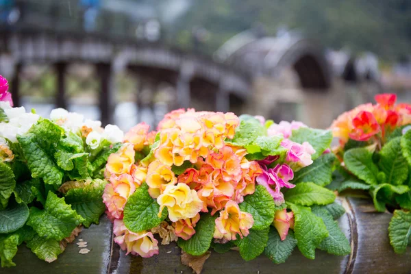 Décoration Florale Colorée Avec Pont Bois Iwakuni Japon — Photo
