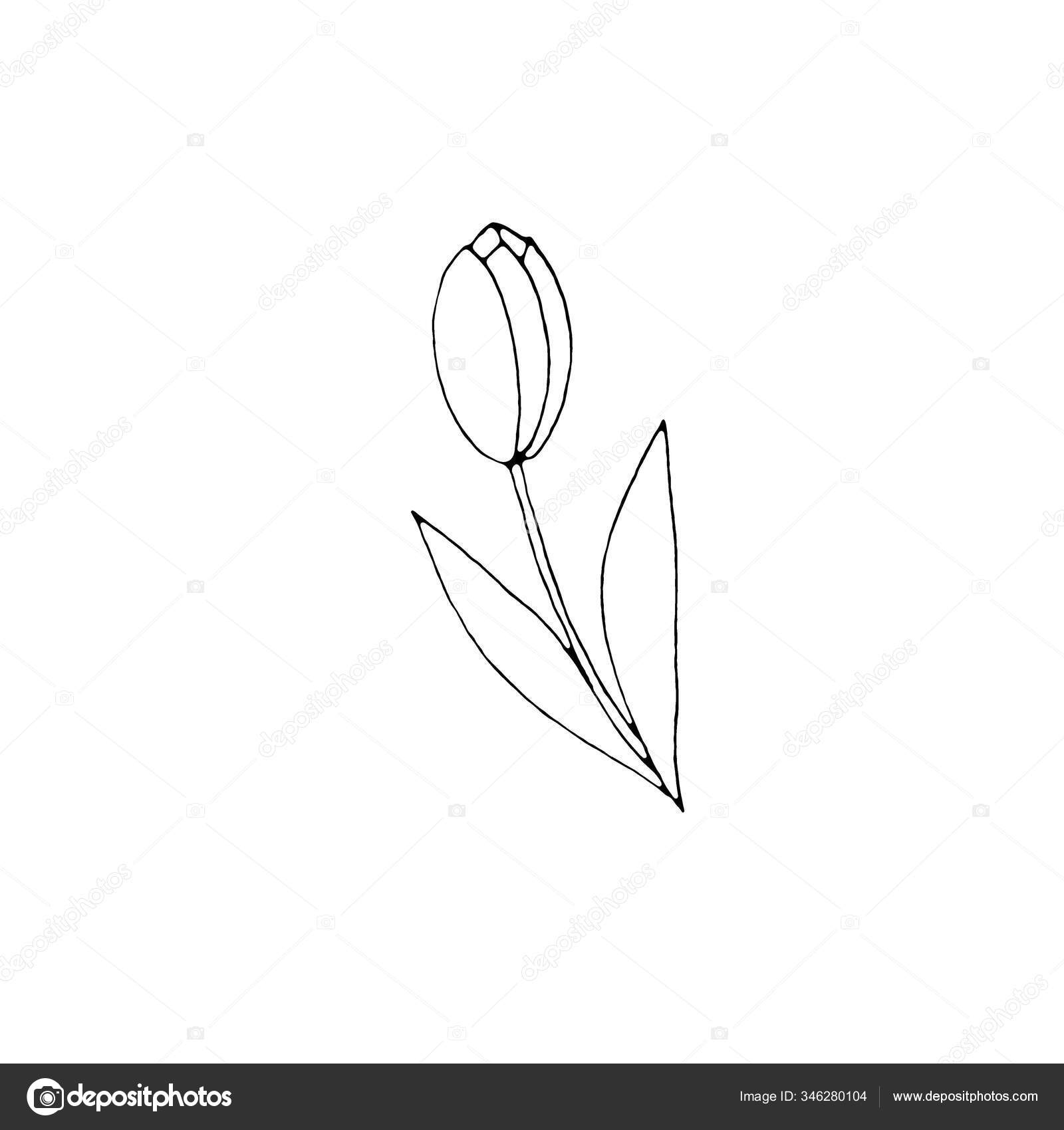 白い背景に孤立したチューリップの花の概要 手描きのデザイン要素 シンプルな黒と白のスケッチスタイルの落書きイラスト ストック写真 C Juliasoul