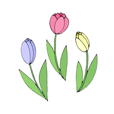 Beyaz arka planda izole edilmiş renkli lale çiçeği. El çizimi tasarım elemanı. Basit çizim biçimi Doodle illüstrasyonu.