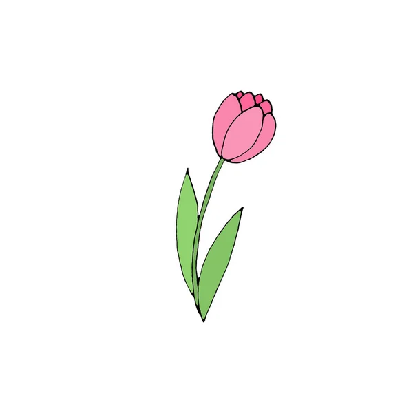 Colore Tulipano Fiore Isolato Sfondo Bianco Elemento Design Disegnato Mano — Foto Stock