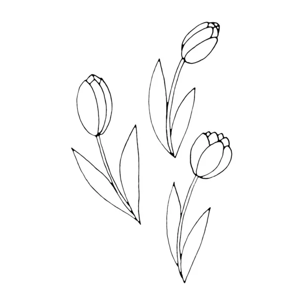 郁金香花在白色背景上被隔离的轮廓 手绘设计元素 简单的黑白素描风格涂鸦插图 — 图库照片