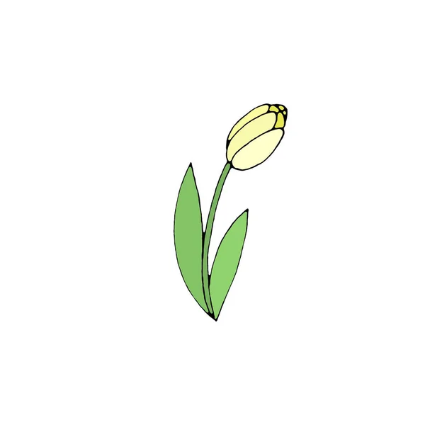 Cor Flor Tulipa Isolada Fundo Branco Elemento Design Desenhado Mão — Fotografia de Stock