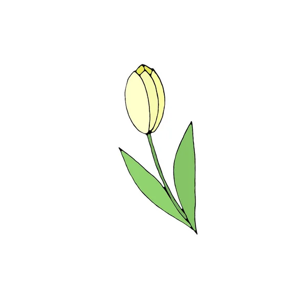 Couleur Fleur Tulipe Isolée Sur Fond Blanc Élément Design Dessiné — Photo