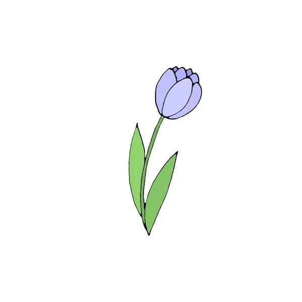 Cor Flor Tulipa Isolada Fundo Branco Elemento Design Desenhado Mão — Fotografia de Stock