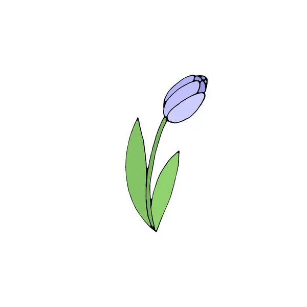 Beyaz Arka Planda Izole Edilmiş Renkli Lale Çiçeği Çizimi Tasarım — Stok fotoğraf