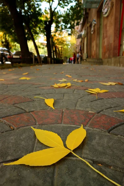 Closeup Vibrant Yellow Fallen Autumn Leaves Sidewalk — Stock Photo, Image