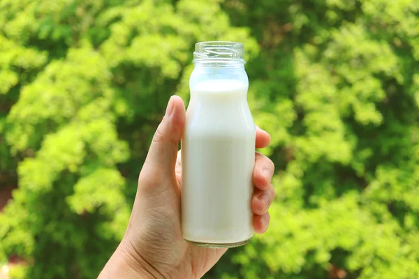 Мужская Рука Держит Открытую Стеклянную Бутылку Молока Против Зеленой Листвы — стоковое фото