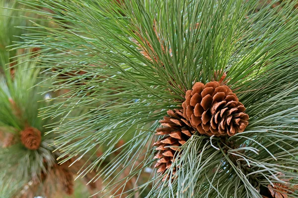 Closeup Pair Pine Cones Hanging Tree Pine Needles — Stock Photo, Image