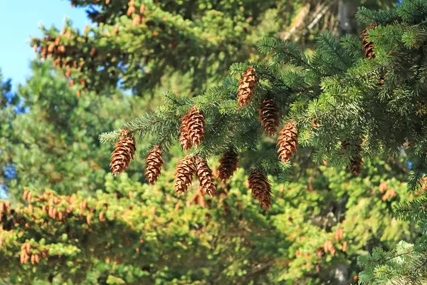Veel Dennenappels Hangen Aan Altijdgroene Dennenboom Het Herfstzonlicht Van Patagonië — Stockfoto