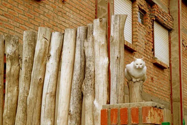 White Cat Sitting Rustic Timber Fence Bricked House — Stock Photo, Image