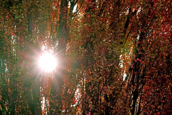 Dazzling sun shining through fall foliage in the park