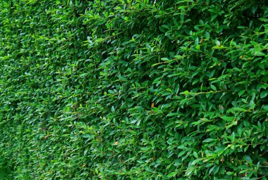 Evergreen Bitkilerinin Arkaplan Çiti Perspektifi Azalmakta