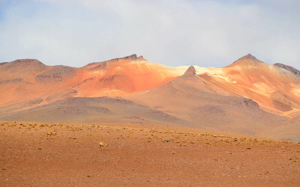玻利维亚阿尔蒂普拉诺安第斯山脉山脚下的两个野生Vicunas 玻利维亚 南美洲 — 图库照片