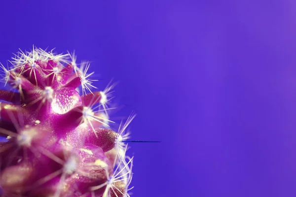 紫の背景に透明な水液滴とポップアートスタイルのマゼンタ色のミニサボテンの植物 — ストック写真