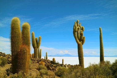 Güney Amerika, Bolivya, Salar de Uyuni 'nin geniş tuz düzlüklerine karşı Incahuasi Adası' nda sayısız dev kaktüs bitkisi.