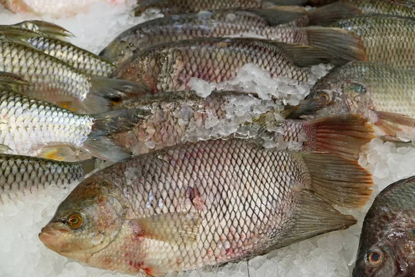 Heap Fresh Tilapia Fishes Ice Market — Stock Photo, Image