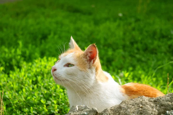 Cute White Yellow Cat Relaxing Vibrant Green Grass Field — Stock Photo, Image