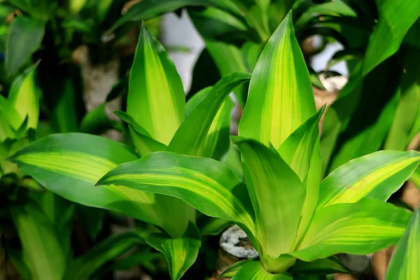 Levendige Groene Dracaena Fragrans Happy Plant Tropische Tuin — Stockfoto