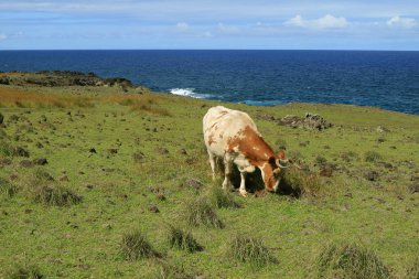 Pasifik Okyanusu, Paskalya Adası, Şili, Güney Amerika 'daki çayırlarda otlayan kahverengi ve beyaz inekler.