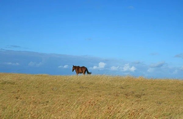 Jeden Brązowy Dziki Koń Wzgórzu Wyspy Wielkanocnej Chile Ameryka Południowa — Zdjęcie stockowe