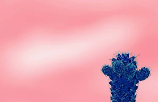 Mini Cactus Azul Aislado Sobre Fondo Rosa Blanco Con Espacio — Foto de Stock