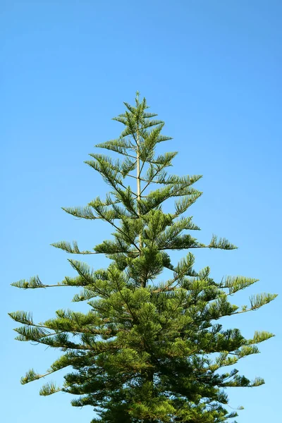 Vertikales Bild Des Grünen Laubes Der Kiefer Vor Blauem Himmel — Stockfoto