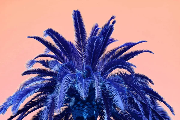 Сюрреалистический Стиль Поп Арт Яркой Голубой Пальмовой Ветви Розовом Фоне — стоковое фото