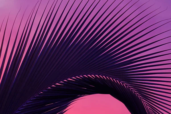 Abstract Pop Art Style Dark Blue Palm Tree Leaf Purple — Stock Photo, Image