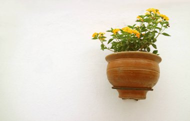 Beyaz Beton Duvarda Asılı Terracotta 'daki Sarı Lantana Çiçekleri
