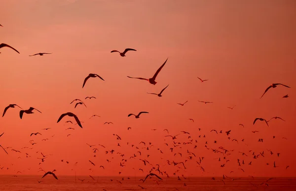 Silhuett Oräkneliga Vilda Måsar Som Flyger Över Havet Vibrerande Röd — Stockfoto