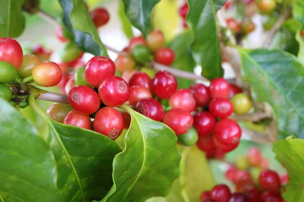 Closeup Bunch Amadurecimento Vibrante Café Vermelho Cerejas Árvore — Fotografia de Stock