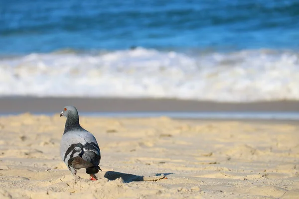 让鸽子在阳光明媚的海滩上放松一下 背景上闪烁着模糊的海浪 — 图库照片
