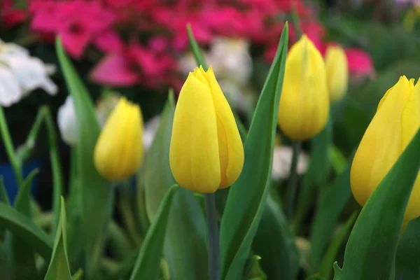 Yellow tulips in the garden with blurry pink and white flowers in background