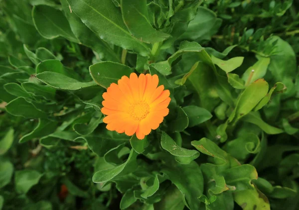 ペルー クスコ地方の山側の鮮やかなオレンジ色の花 — ストック写真