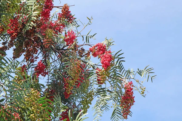 Bando Schinus Molle Pimenta Peruana Frutas Contra Céu Azul Ensolarado — Fotografia de Stock