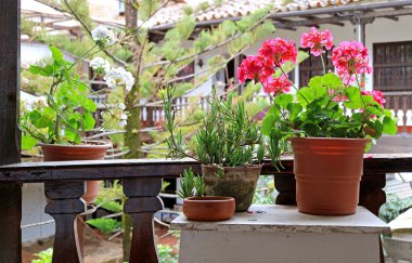 Güzel çiçekler ve bitkiler balkon bahçesinde