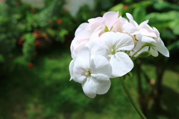 Beautiful White Geranium Flowers Sunlight Blurry Green Foliage Background — Stock Photo, Image
